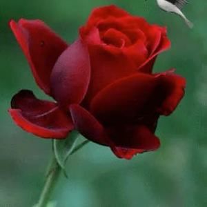 Meet your Posher, Ely